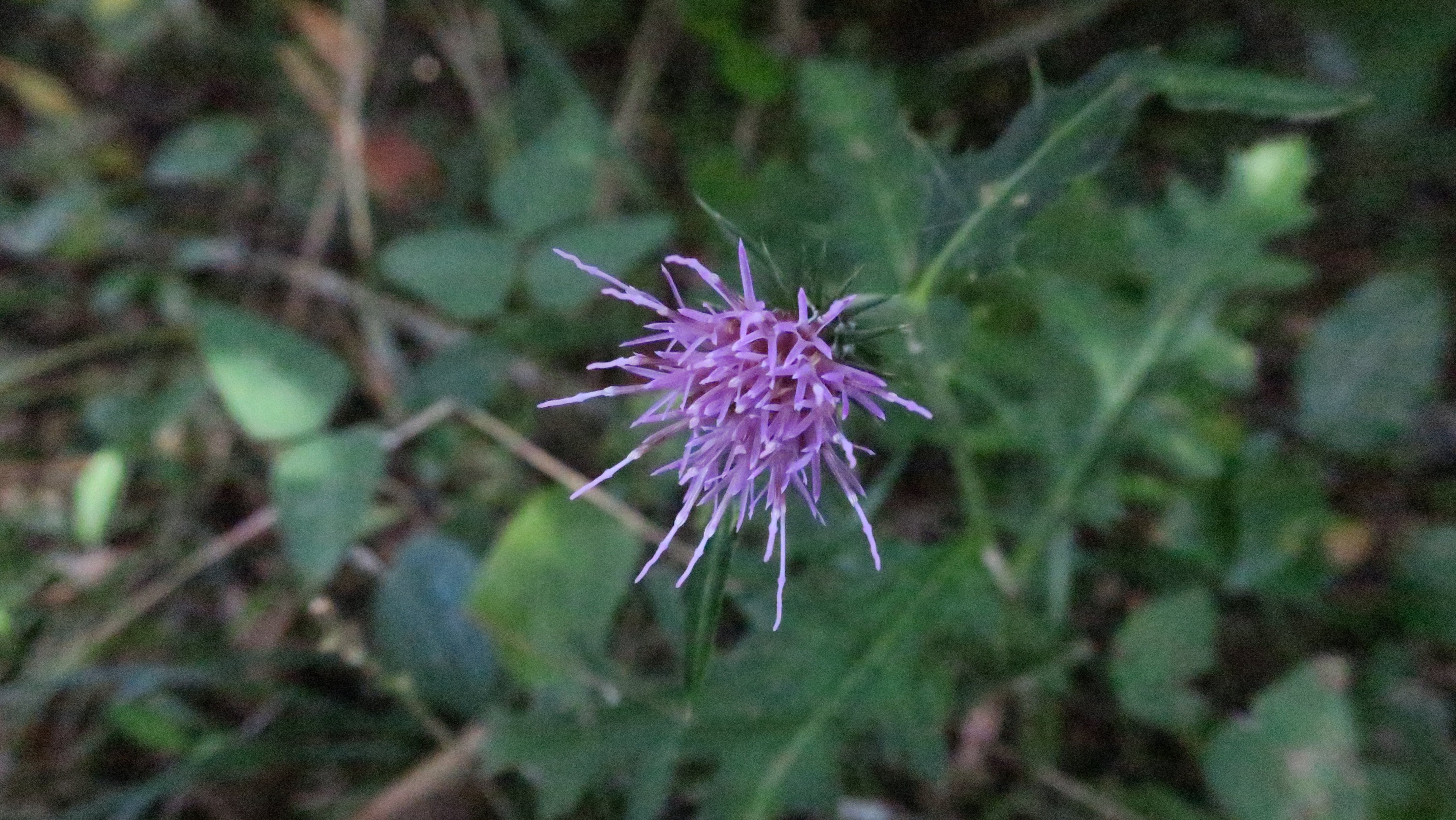 Nature photography sample 3